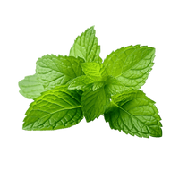 Menta Piperita