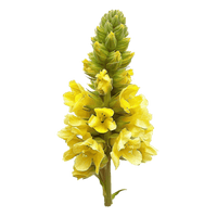 Verbasco (Mullein)